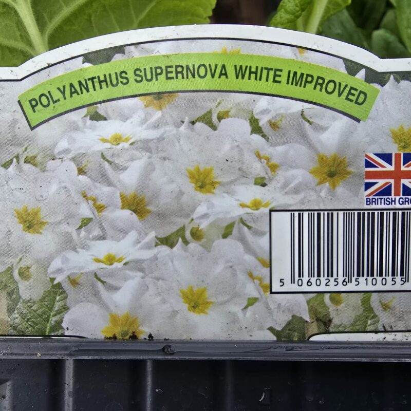 Polyanthus white 4 pack