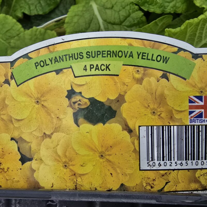 Polyanthus yellow 4 pack