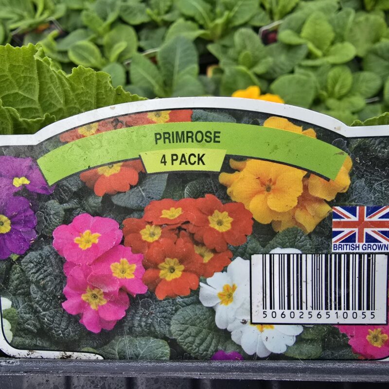 Primula mixed 4 pack