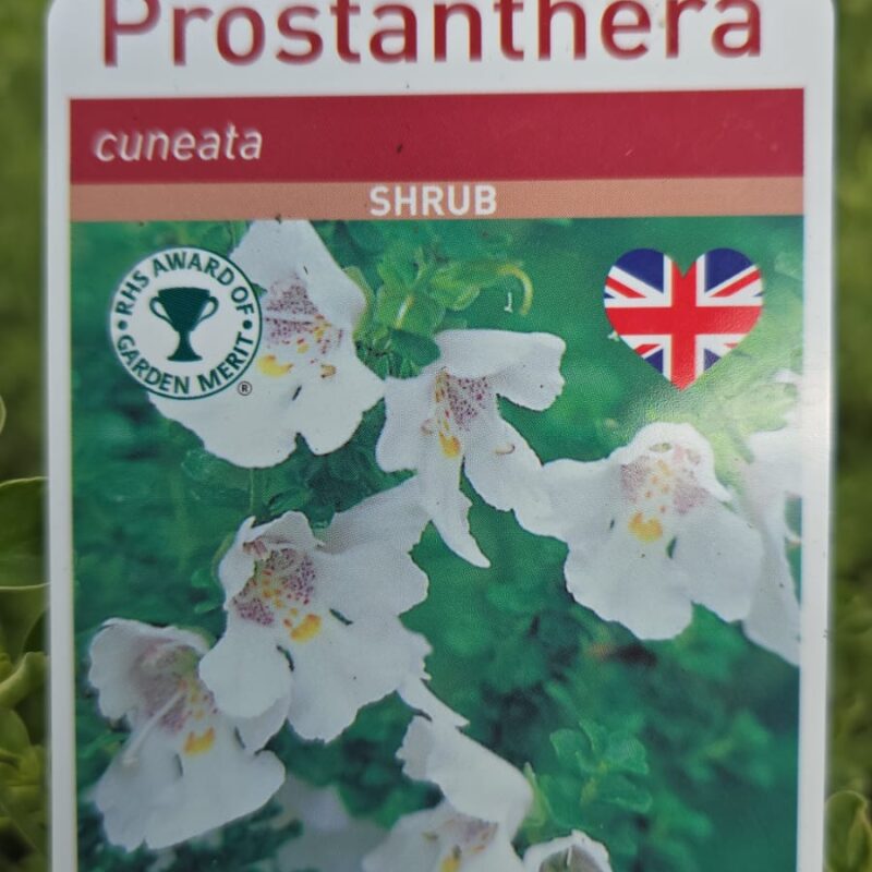 Prostanthera cuneata 2ltr