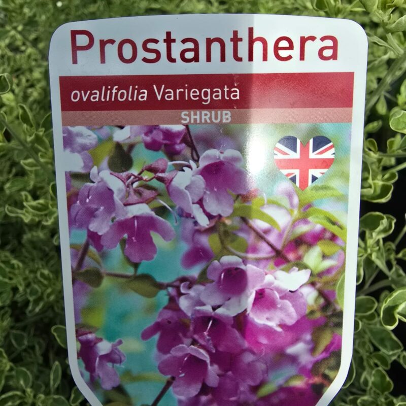 Prostanthera variegata 2ltr