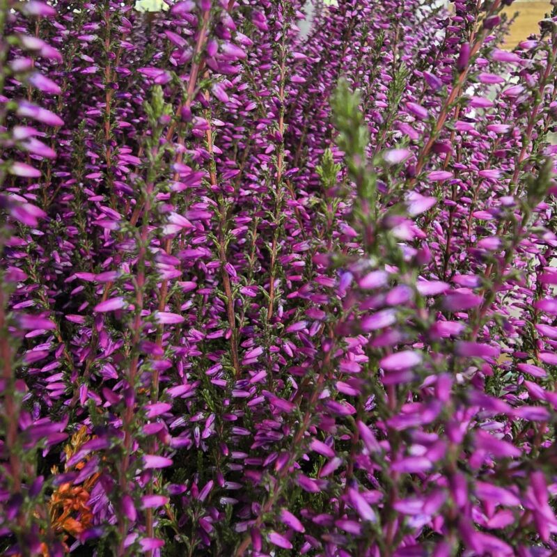 Purple sprayed heather 10 cm