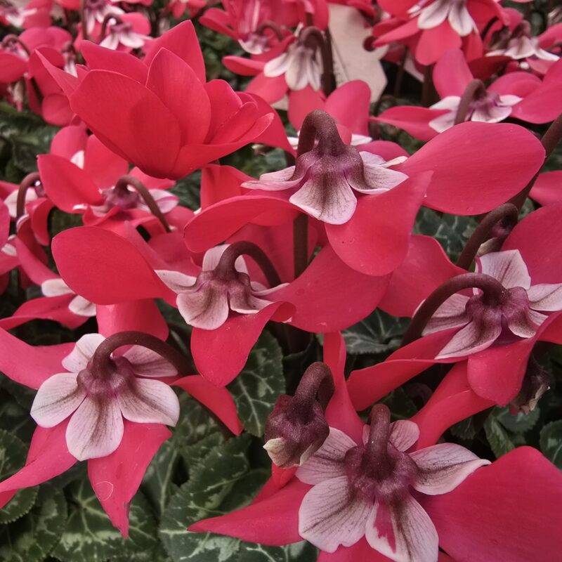 Red petticoat cyclamen 10cm