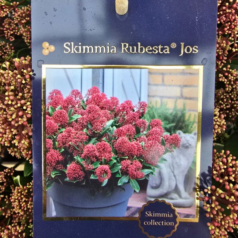 Skimmia bowl rubesta Jo's 5ltr