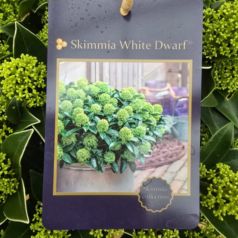 Skimmia bowl white dwarf 5ltr