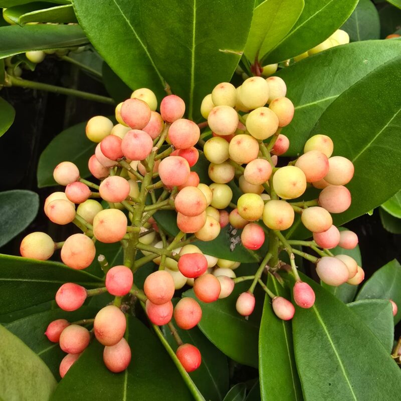 Skimmia reevesiana 1ltr