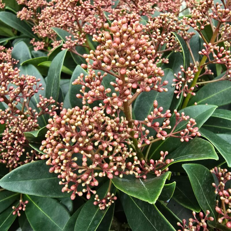Skimmia rubella 4ltr