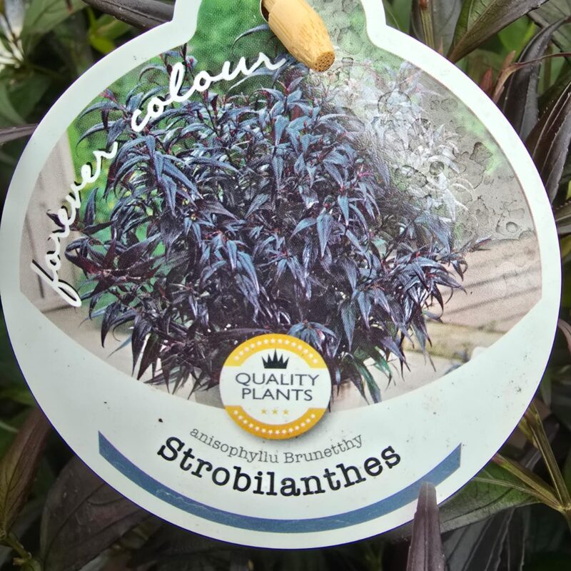 Strobilanthes brunetthy 3ltr
