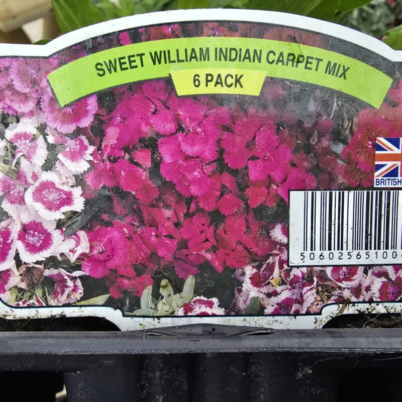Sweet William 6pack