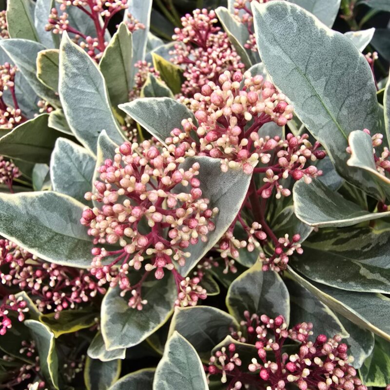 Varigated skimmia 2ltr
