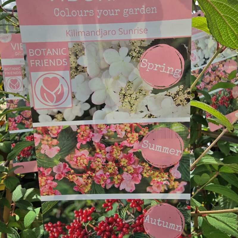 Viburnum kilimandjaro sunrise 3ltr