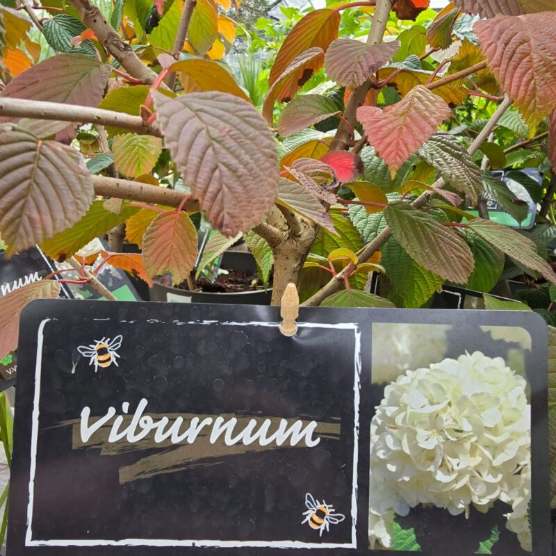 Viburnum plicatum popcorn 5ltr