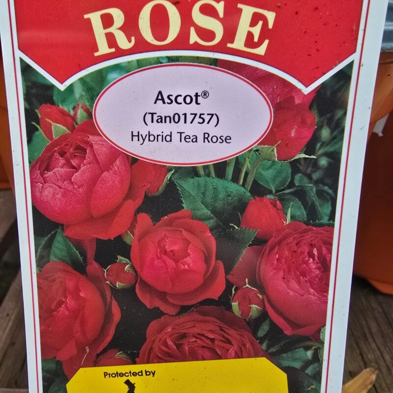 Rose Ascot 2ltr