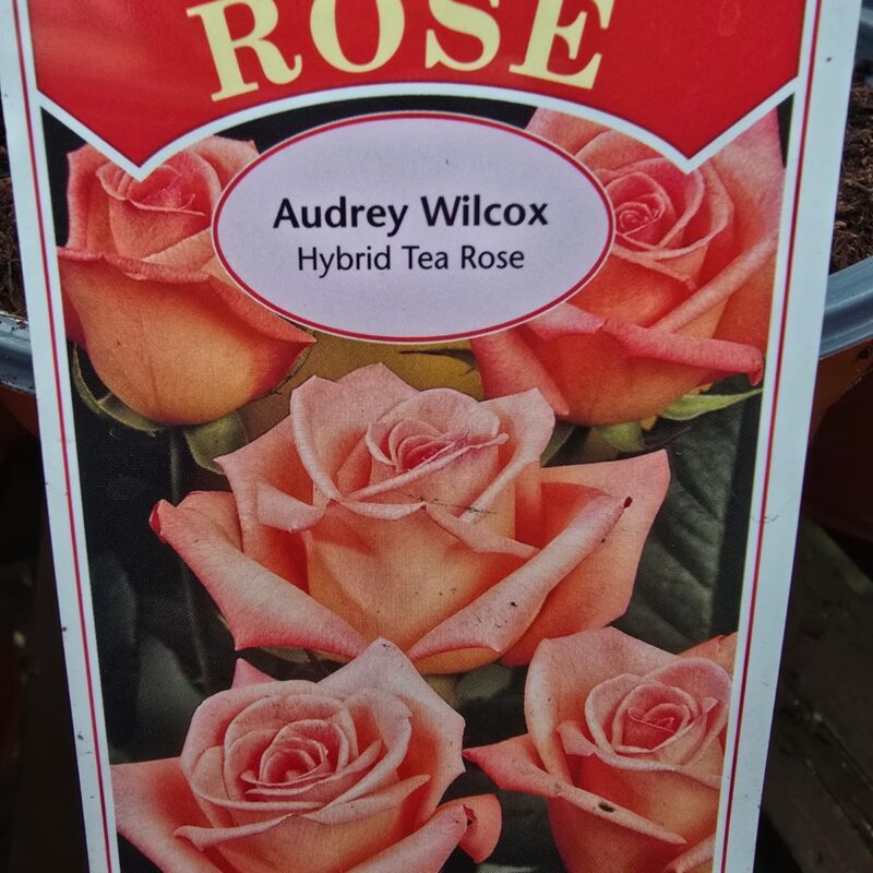 Rose Audry wilcox 2ltr