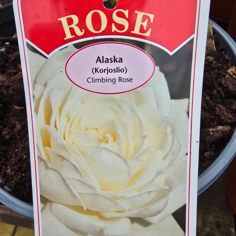 Rose Climber Alaska 2ltr