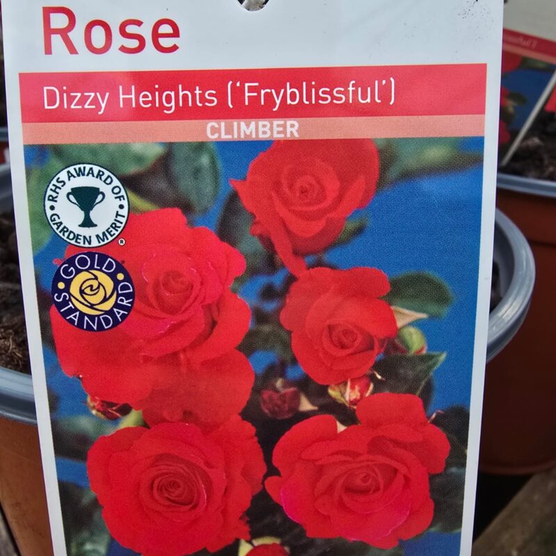 Rose Climber Dizzy heights 2ltr