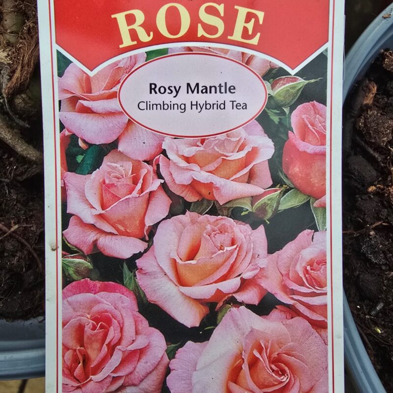 Rose Climber Rosy mantle 2ltr