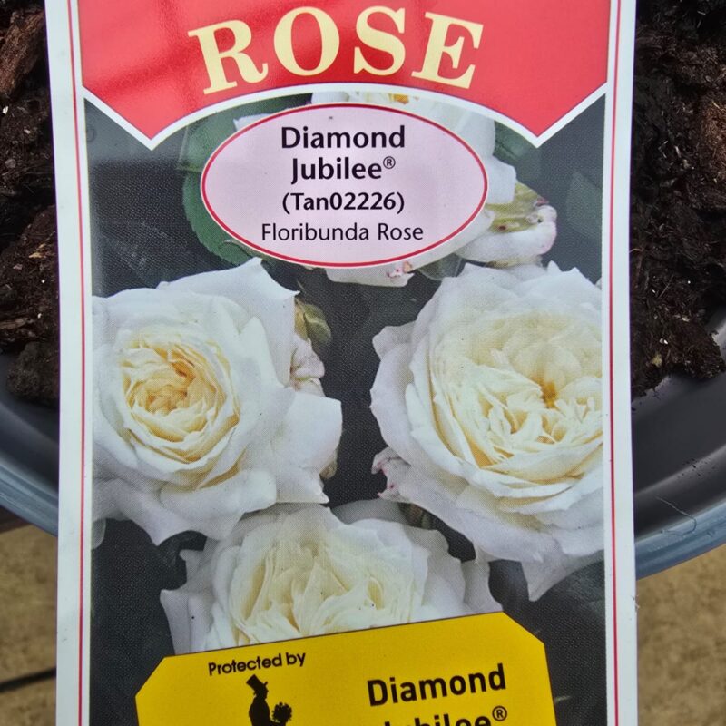 Rose Diamond jubilee 2ltr