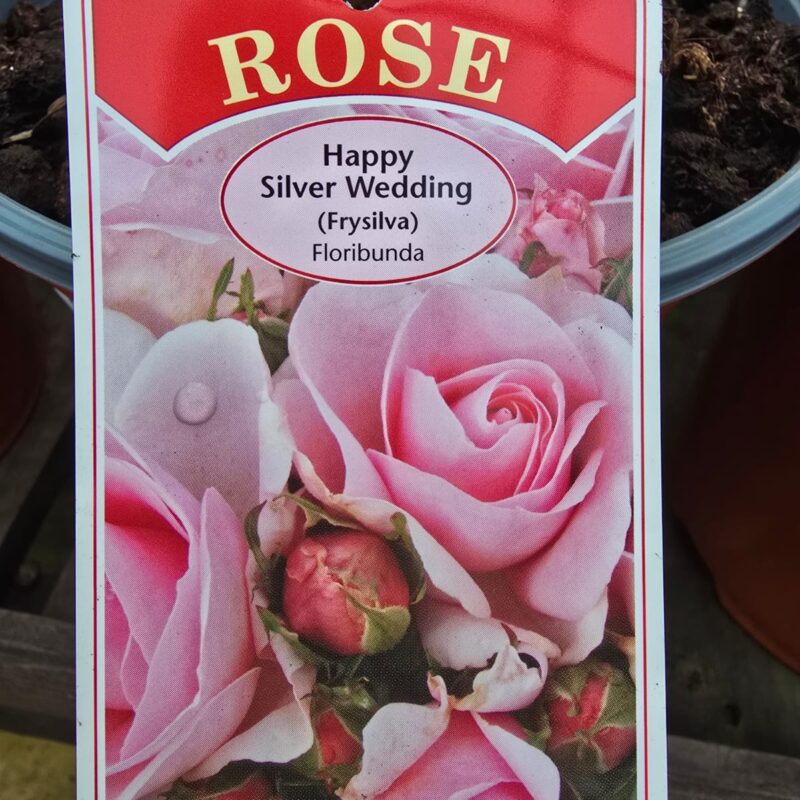 Rose Happy Silver wedding 2ltr