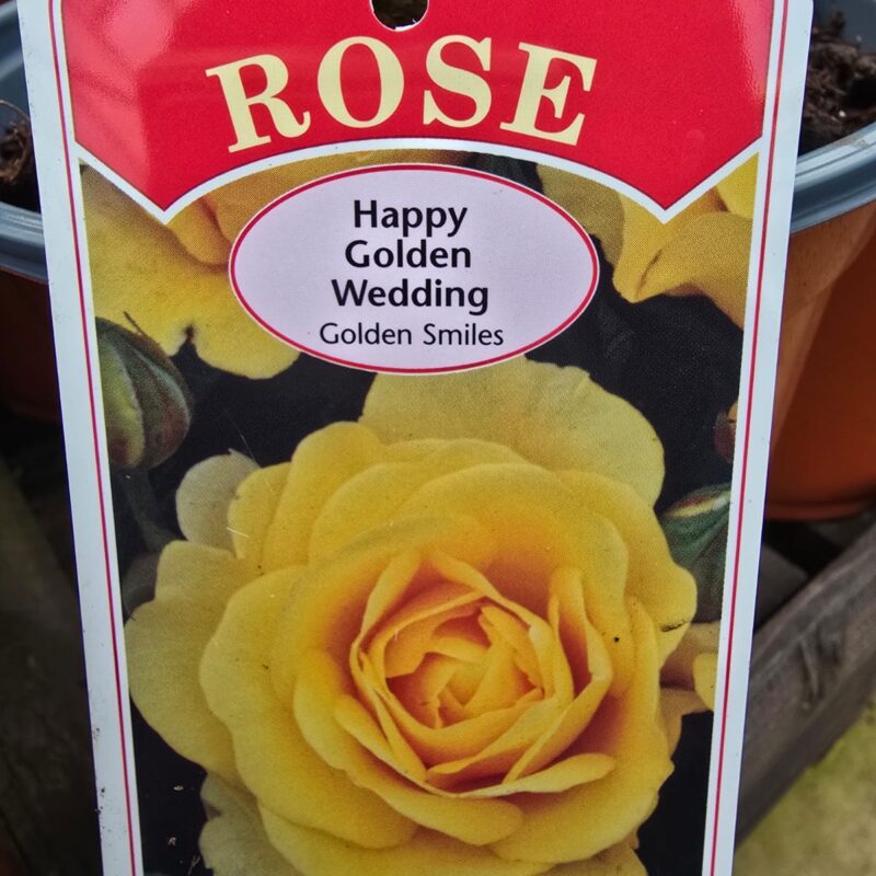 Rose Happy golden wedding 2ltr