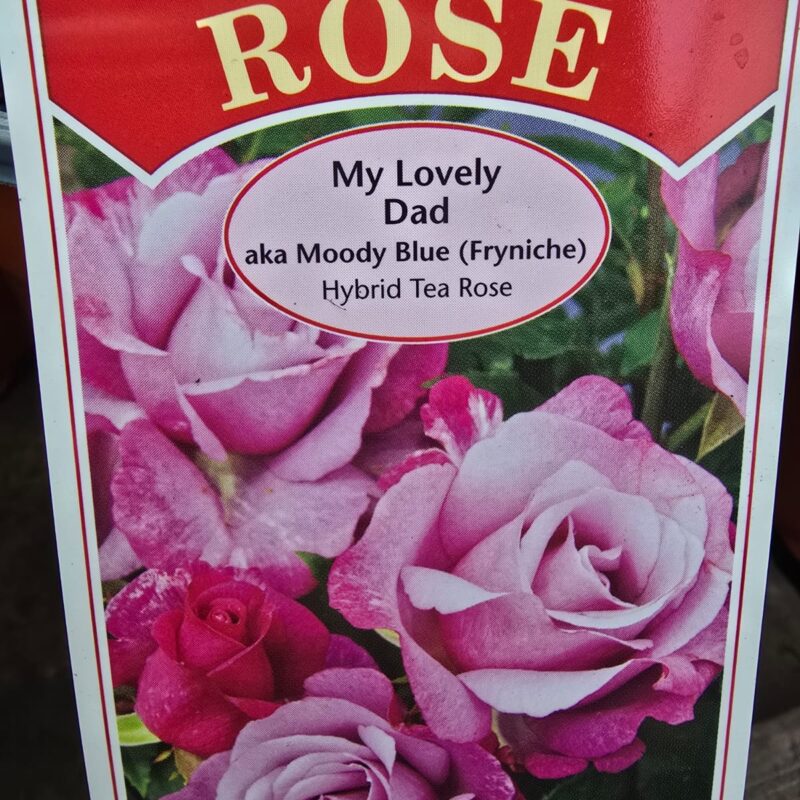 Rose My lovely dad 2ltr