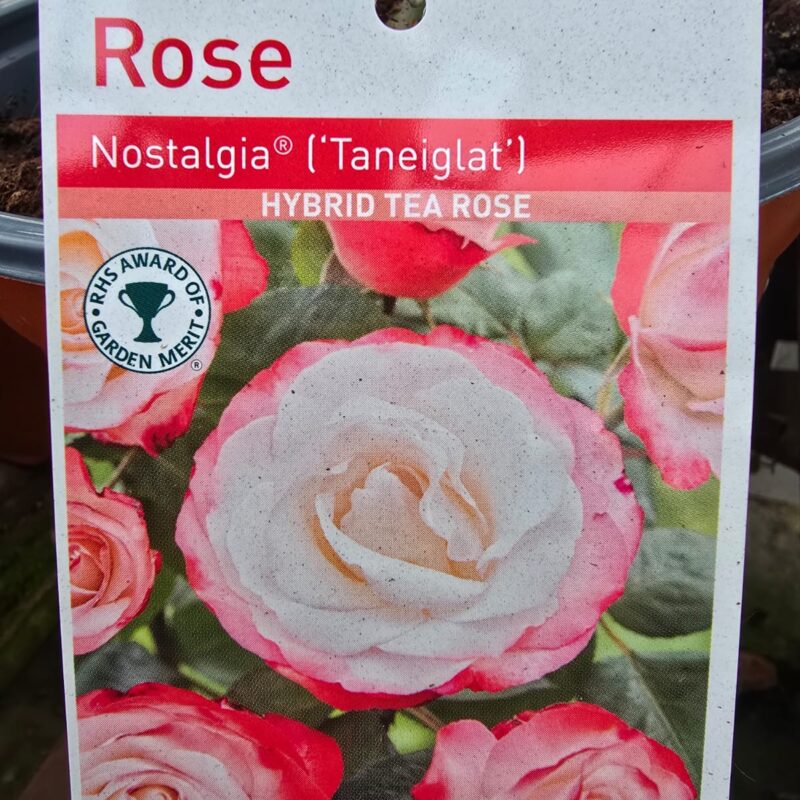 Rose Nostalgia 2ltr
