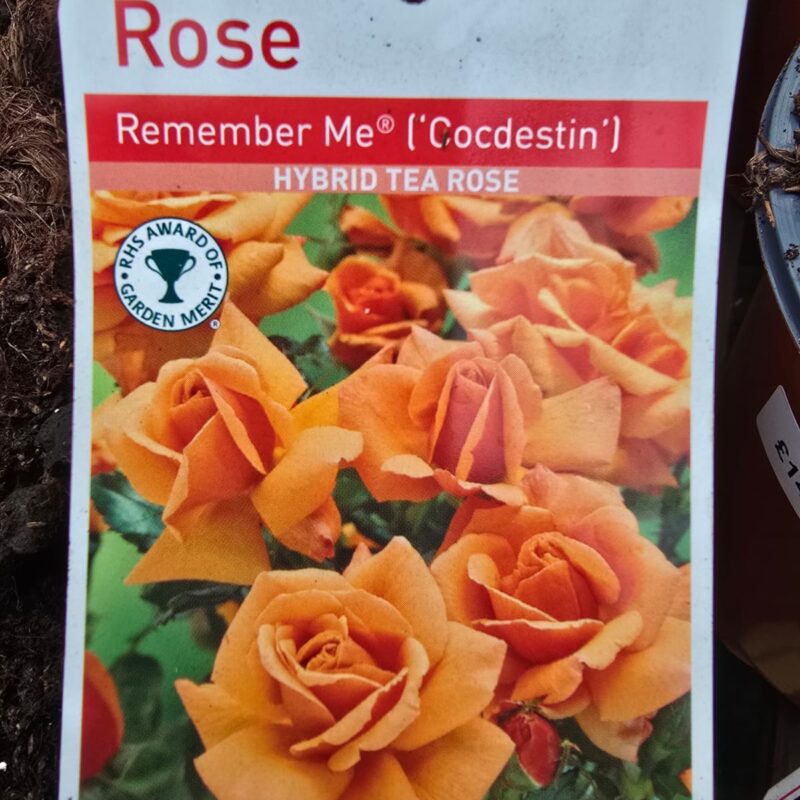 Rose Remember me 2ltr