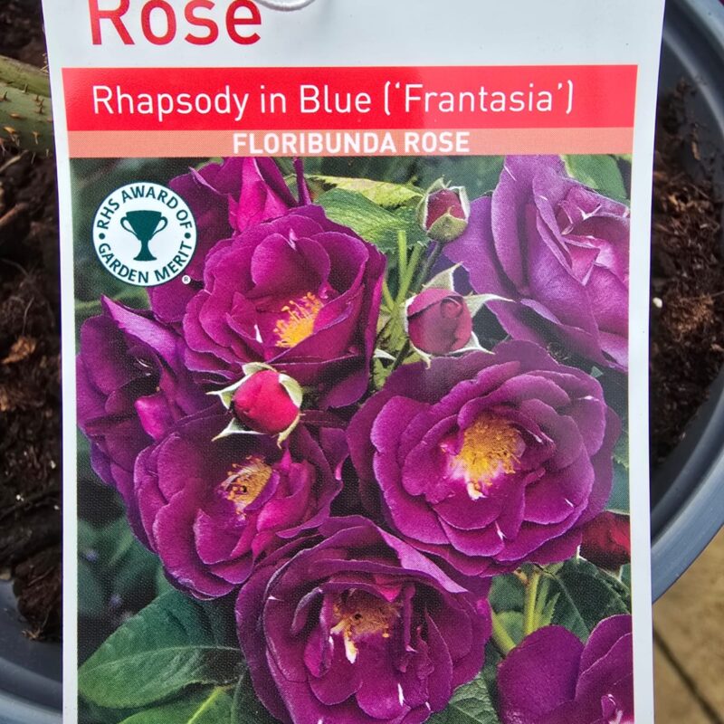 Rose Rhapsody in blue 2ltr