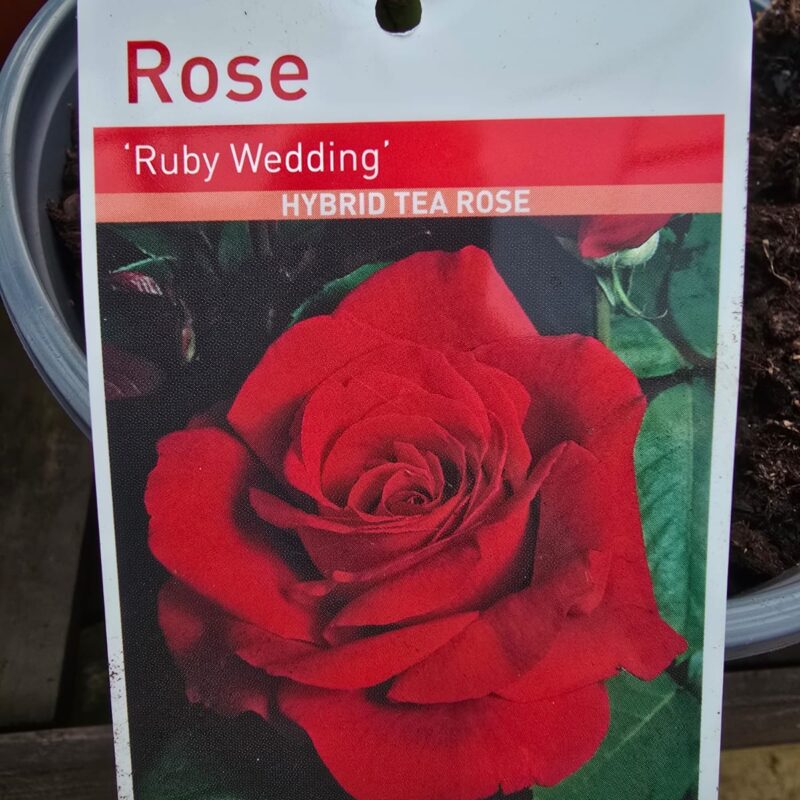 Rose Ruby wedding 2ltr