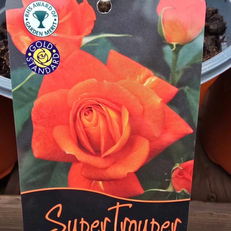 Rose Super Trouper 2ltr