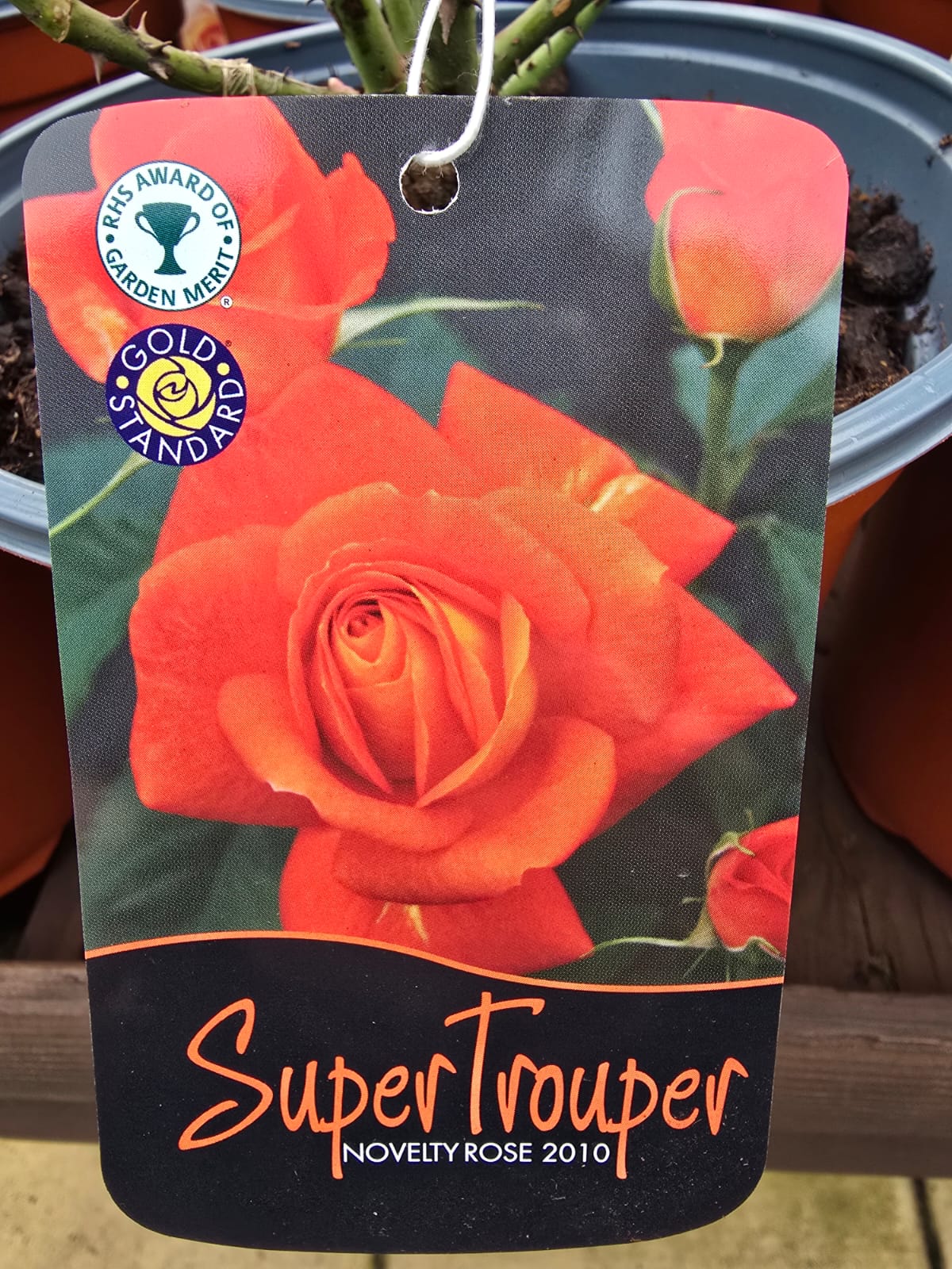 rose-super-trouper-2ltr-holland-house-garden-centre-preston