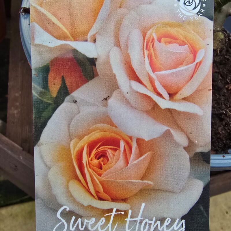 Rose Sweet honey 2ltr