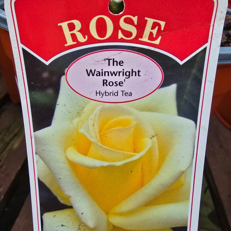 Rose The wainwright 2ltr