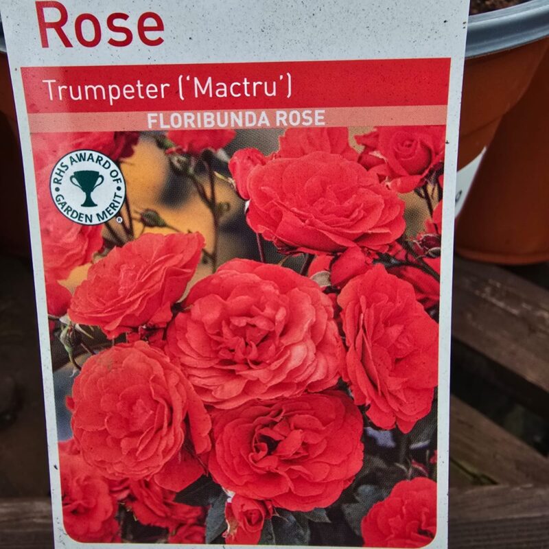 Rose Trumpeter 2ltr