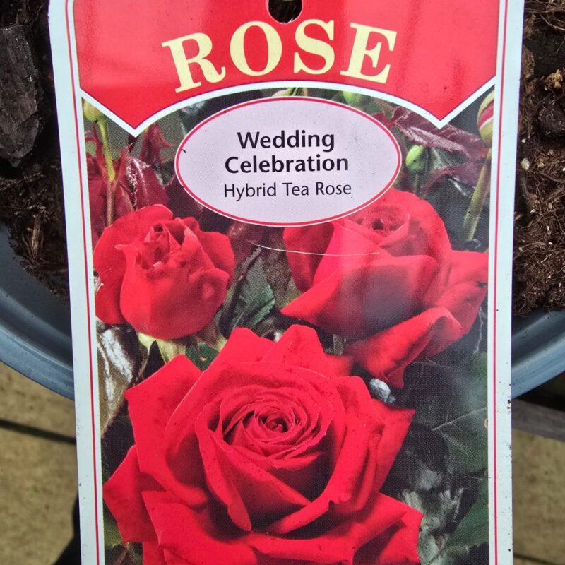 Rose Wedding celebration 2ltr