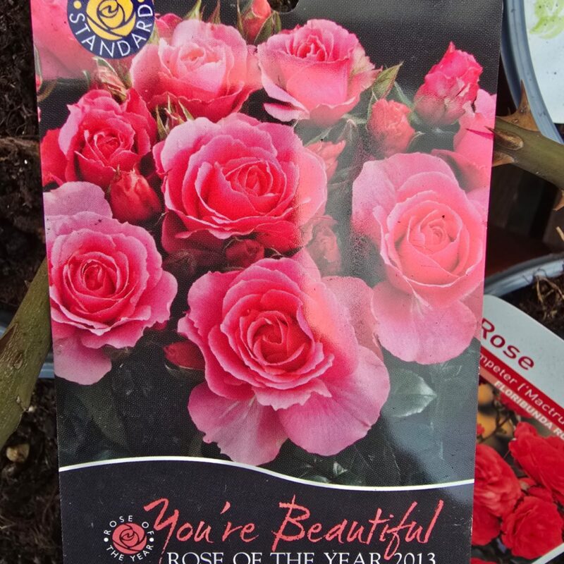 Rose Youre beautiful 2ltr