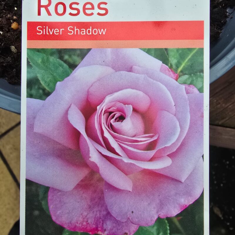 Rose silver shadow 2ltr