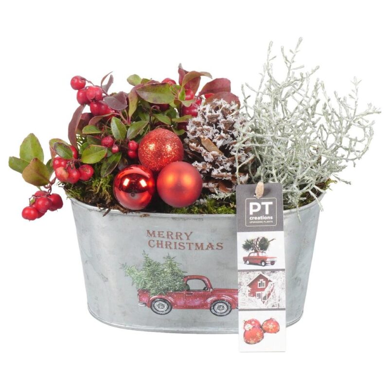 Arrangement Winter Outdoor in metal box