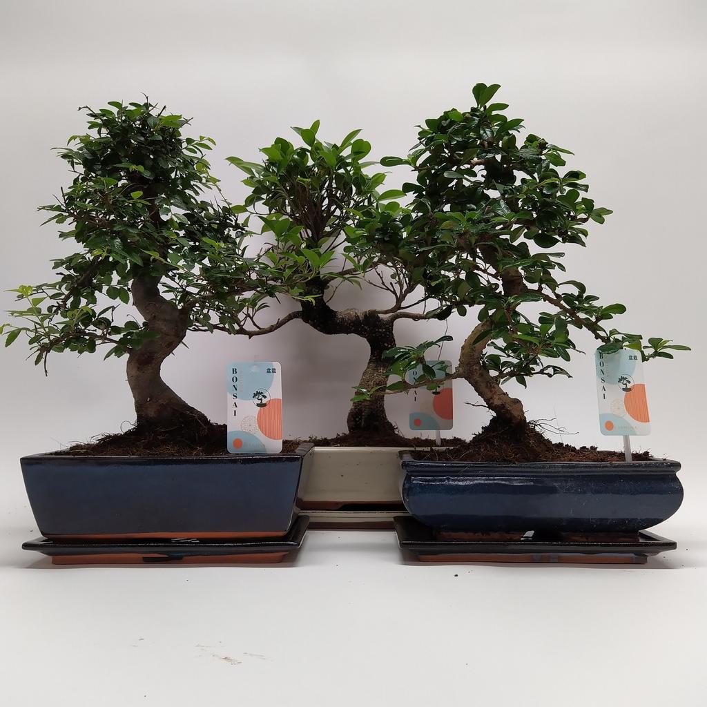 Bonsai in varieties Traditional (indoor)