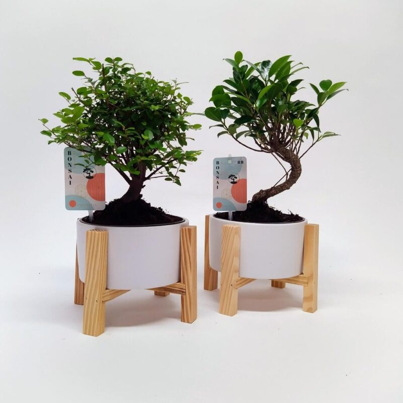 Bonsai in varieties on Wooden Cross frame (indoor)