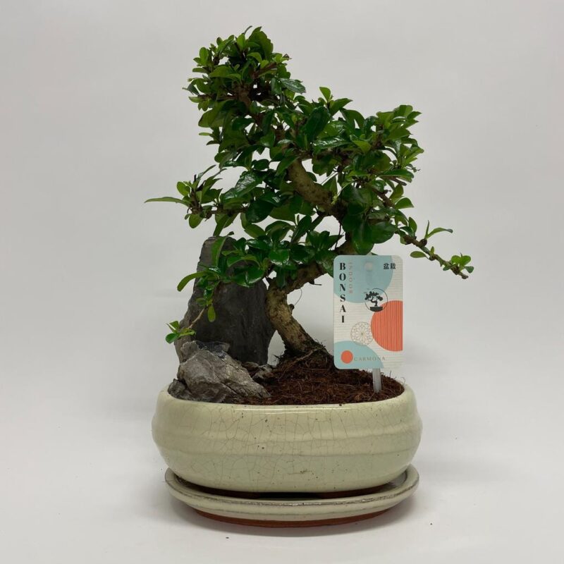 Carmona S-shape Bonsai Landscape 20 cm