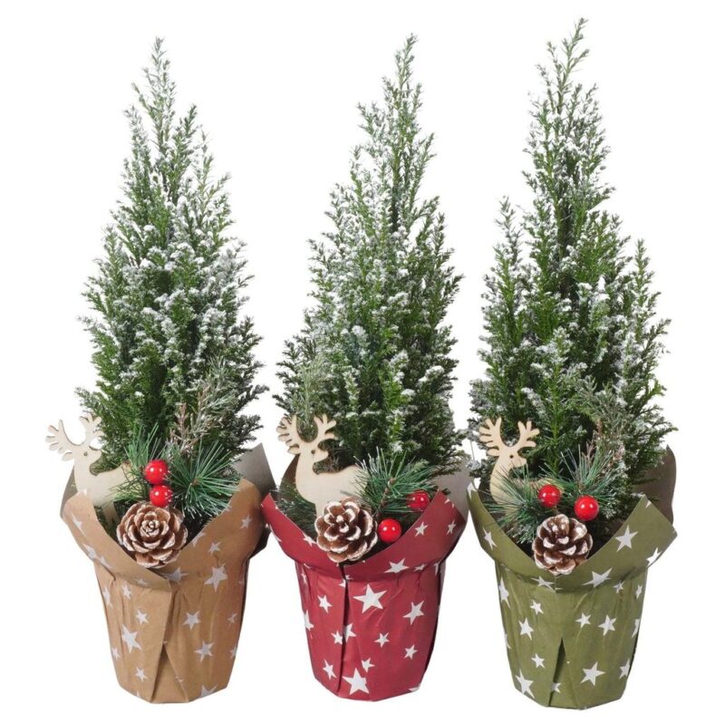 Chamaecyparis lawsoniana Ellwoodii with cone decoration
