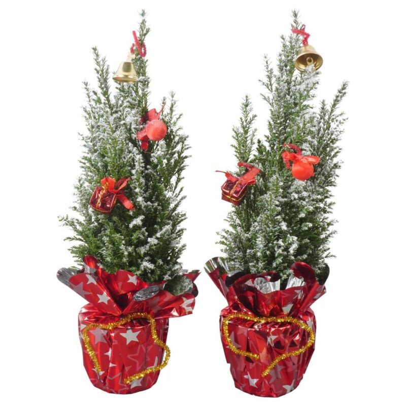 Chamaecyparis lawsoniana Ellwoodii with parcel decoration