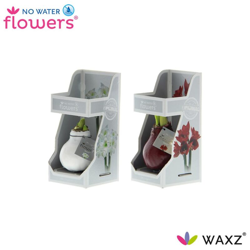 Hippeastrum No Water Flowers Wax Colours in Gift Box