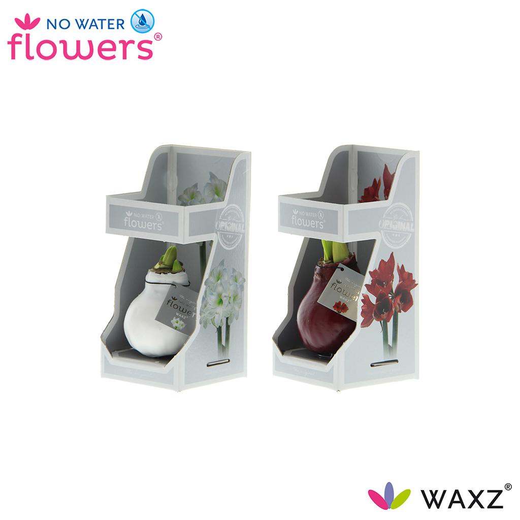Hippeastrum No Water Flowers Wax Colours in Gift Box