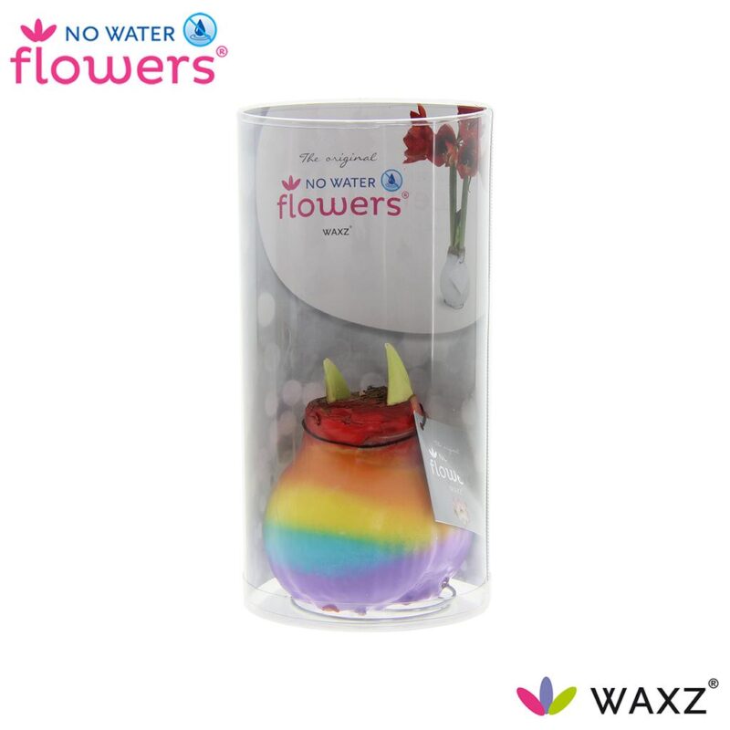 Hippeastrum No Water Flowers Wax Rainbow in tube