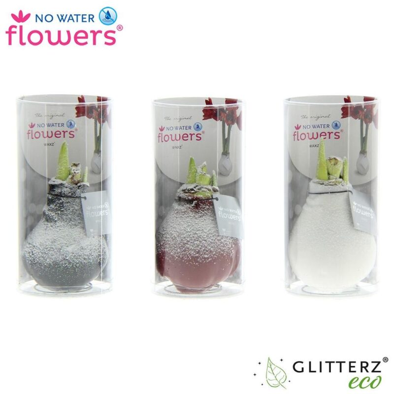 Hippeastrum No Water Flowers Wax Snow in tube