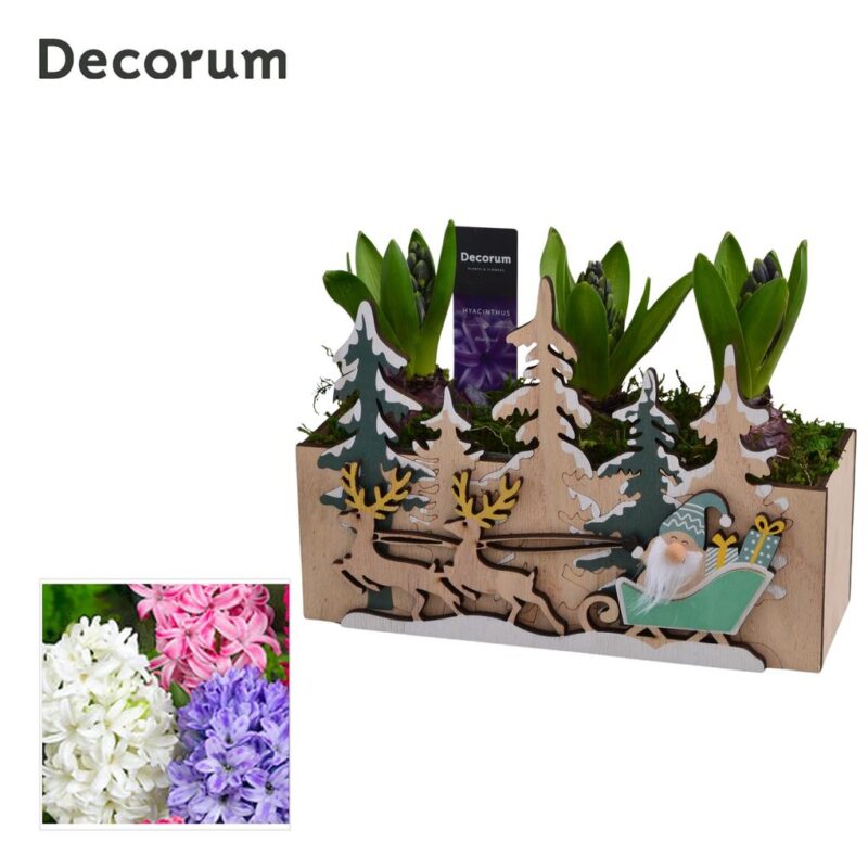 Hyacint Forest Sleigh Ride