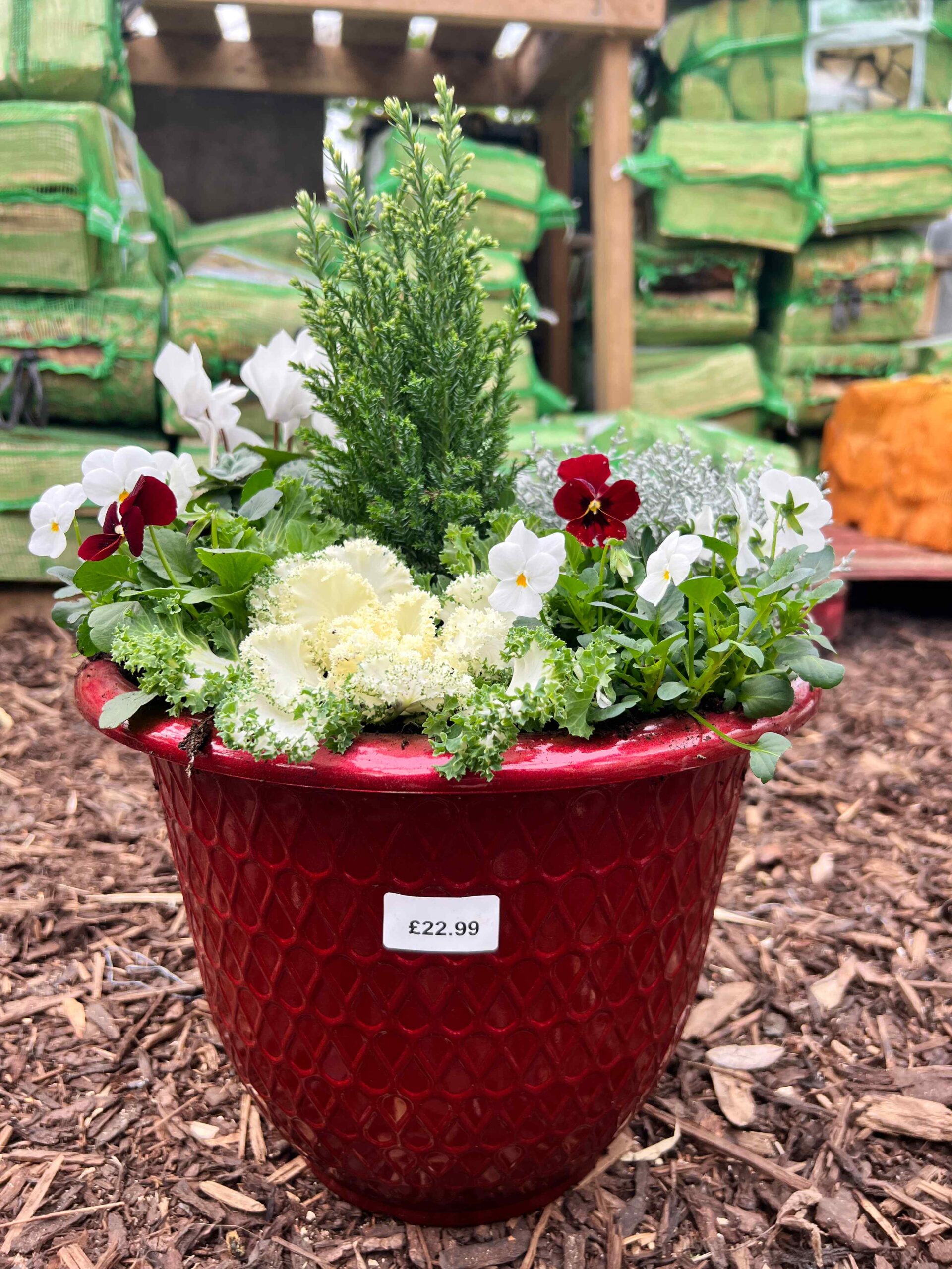 Christmas Planter Red - Holland House Garden Centre Preston