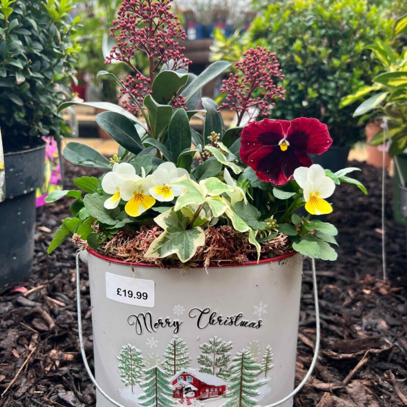 Galvanised Christmas Planter